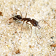 Illustration for article titled To Escape Predators, Trap-Jaw Ants Turn Their Face Into Pogo Sticks